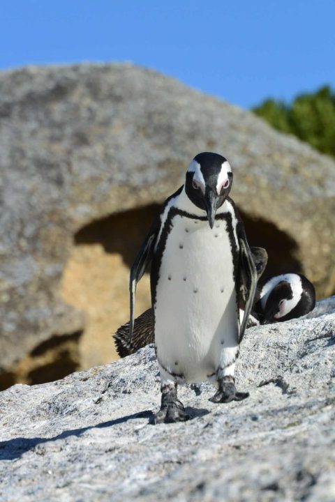 South Africa penguin