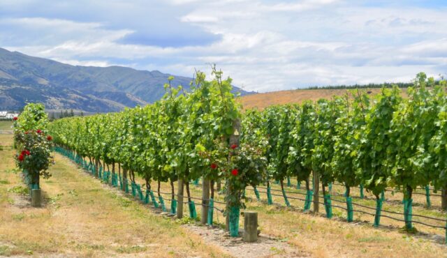 Roses are growing amongst vines in a southern New Zealand region renowned for Pinot Noir wines.