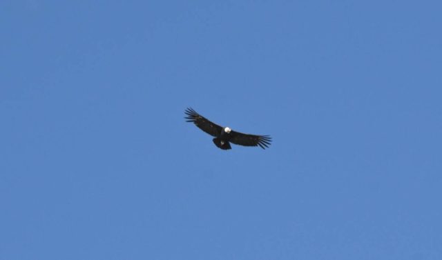 Condors flying in Chile against a clear blue sky.