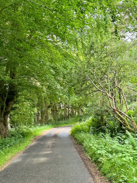 Trees on Colonsay Scotland create a green leaf canopy over the narrow lane.