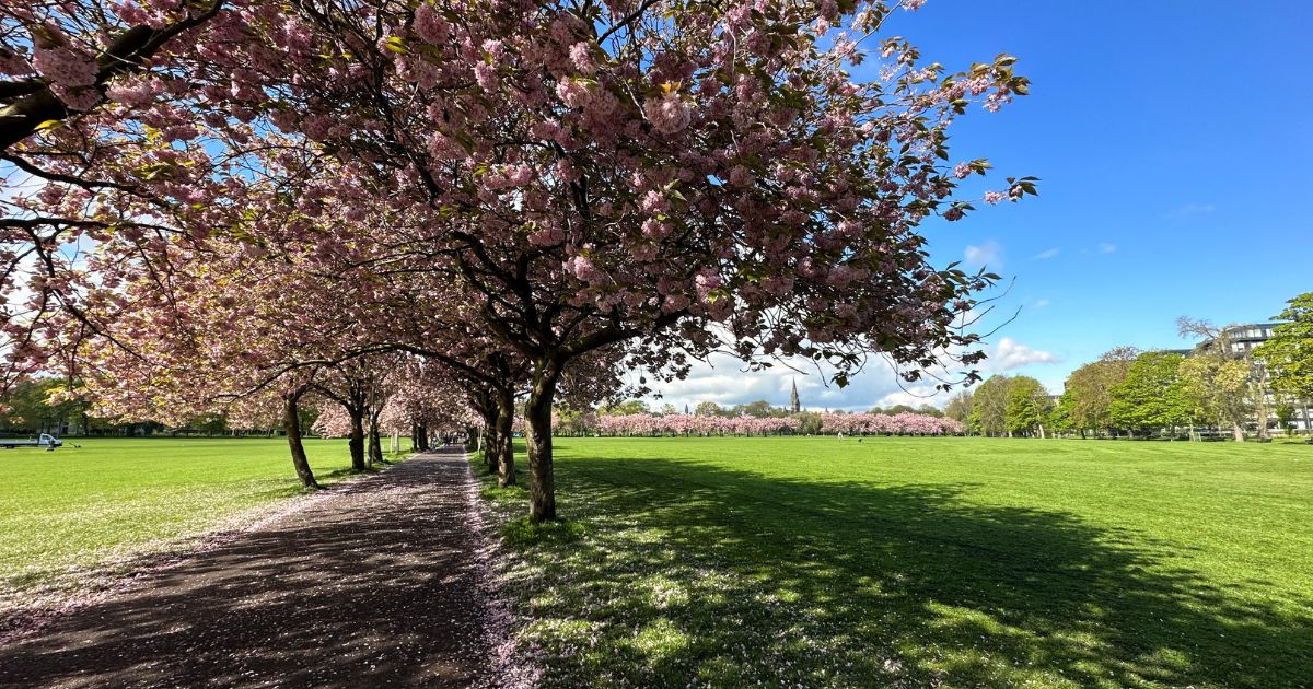 Pink Cherry Blossom in The Meadows Park Edinburgh with an expanse of grassy area.