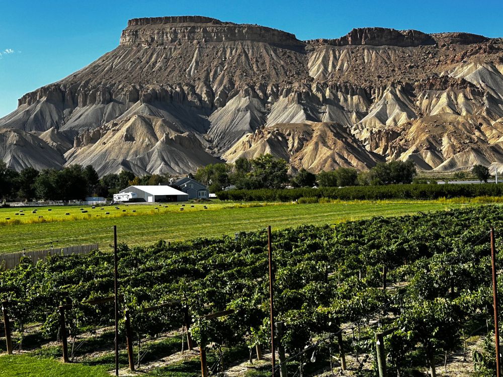Rows of grapes growing in Palisade Colorado, and behind the Grand Mesa cliffs.