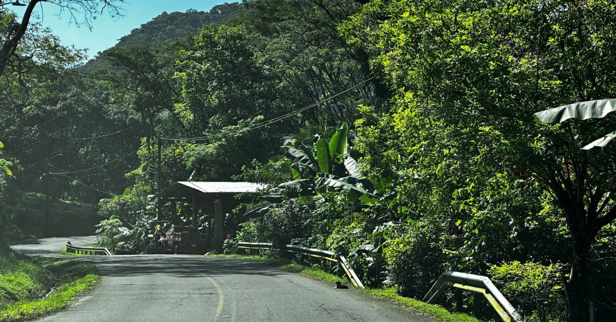 Paved single road in Costa RIca with dense shrubs and trees lining the roadside.