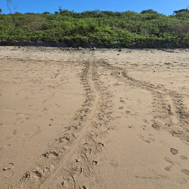 Sea Turtle tracks leading to a nest on Playa Grande Beach Costa Rica.