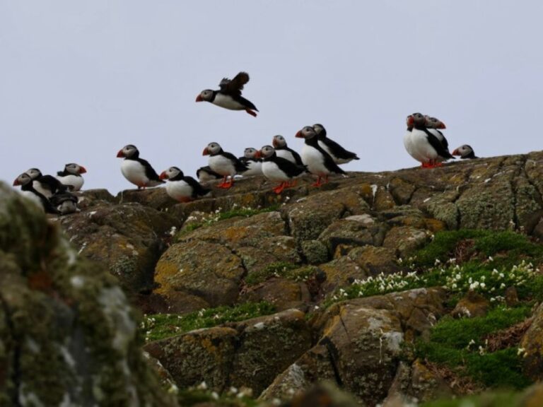 Puffins perched on craggy rocks during an Isle of May boat trip in Scotland.